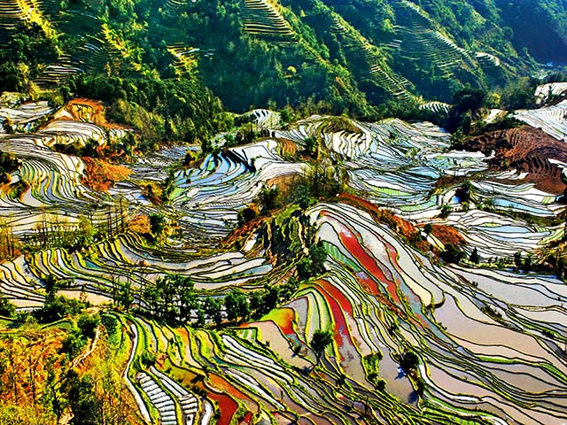 五彩斑斕的梯田 廣東廣州 王蜀蘭.JPG
