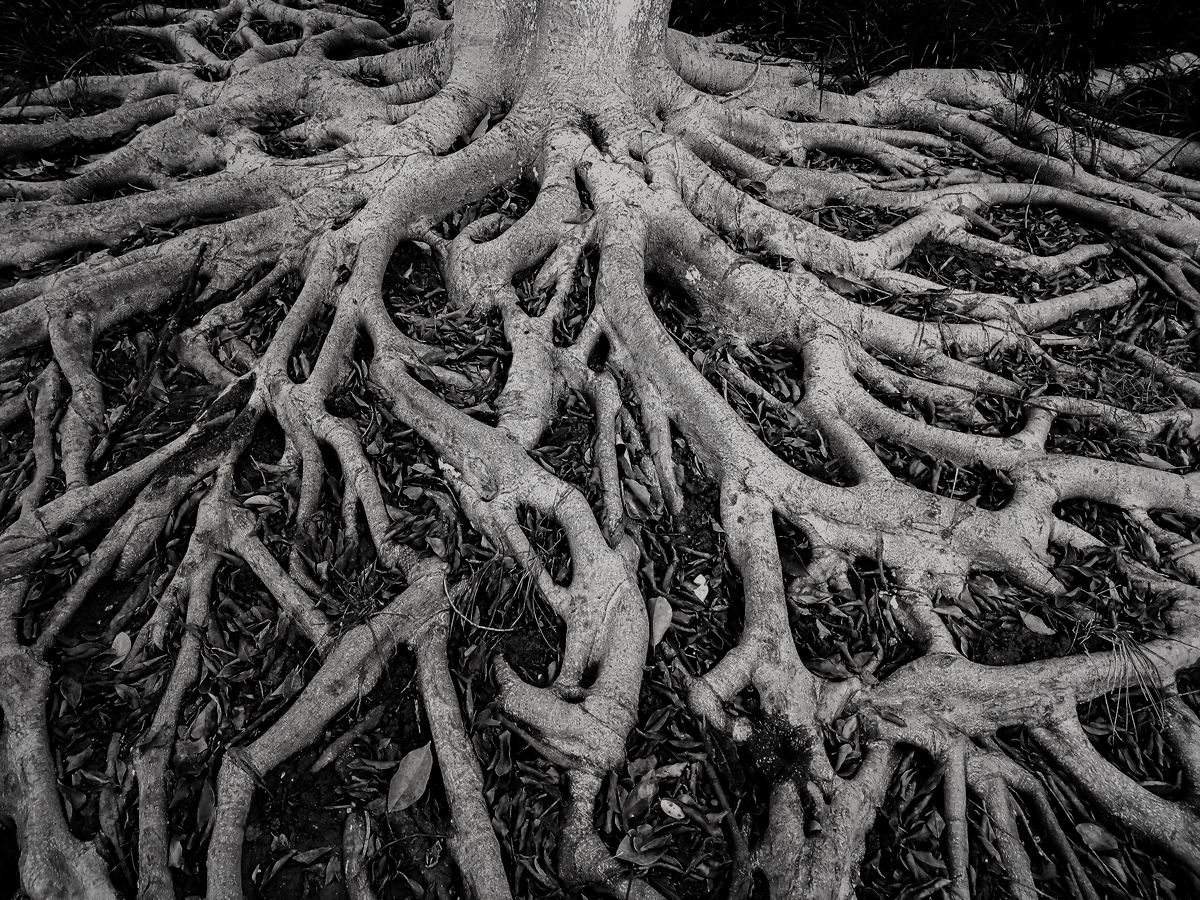 聾人組手機(jī)類(lèi)《頑強(qiáng)的生命力》胡林虹.jpg